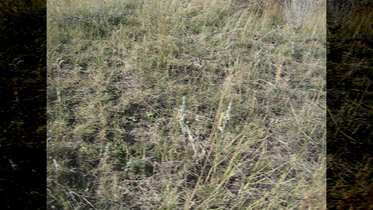 file_thumbnail