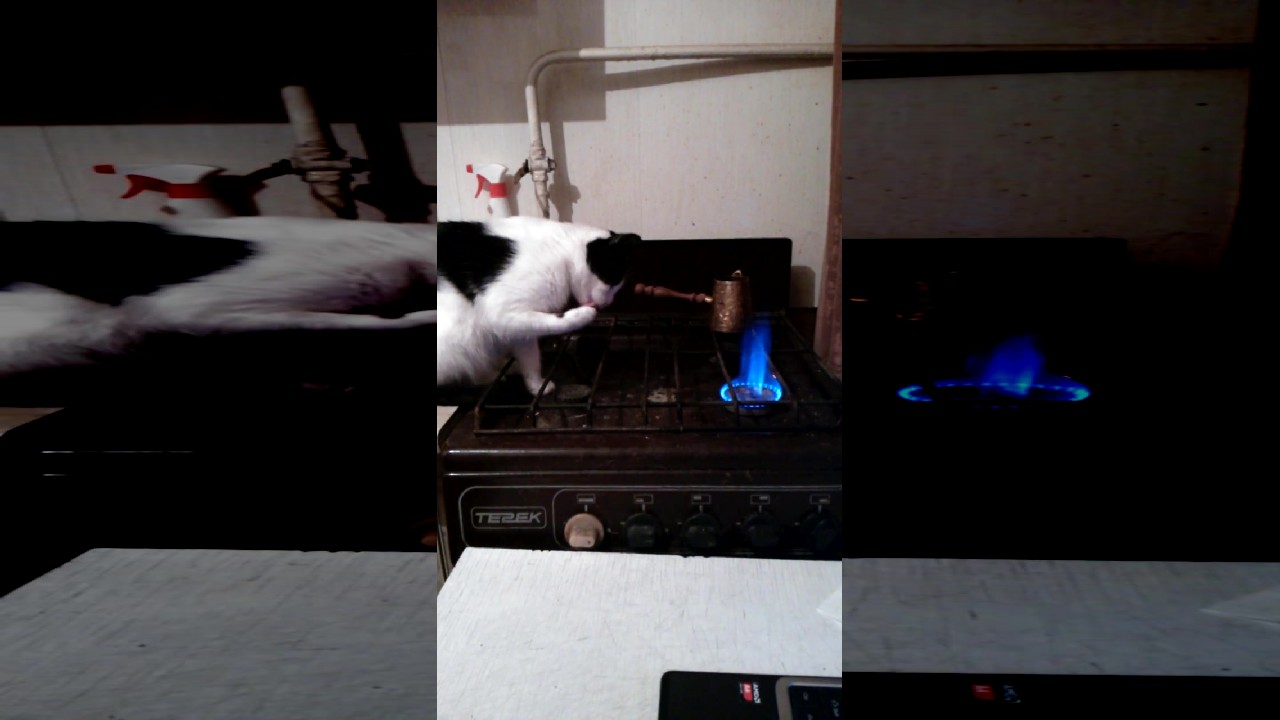 Why Does My 16 Year Old Cat Like Sleeping By The Surge, 60 OFF