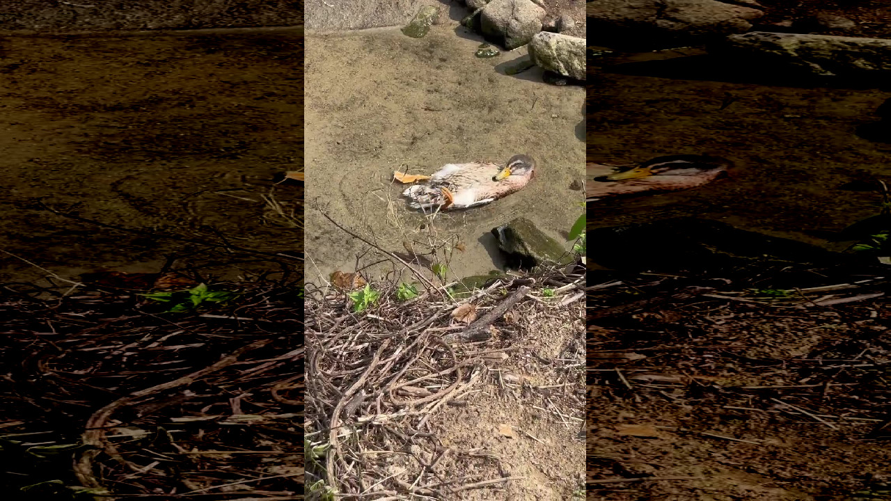 file_thumbnail