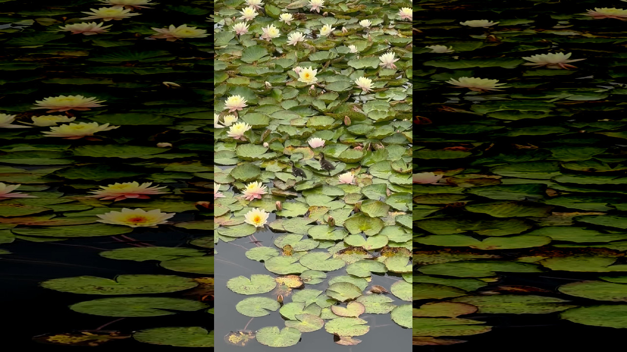 file_thumbnail