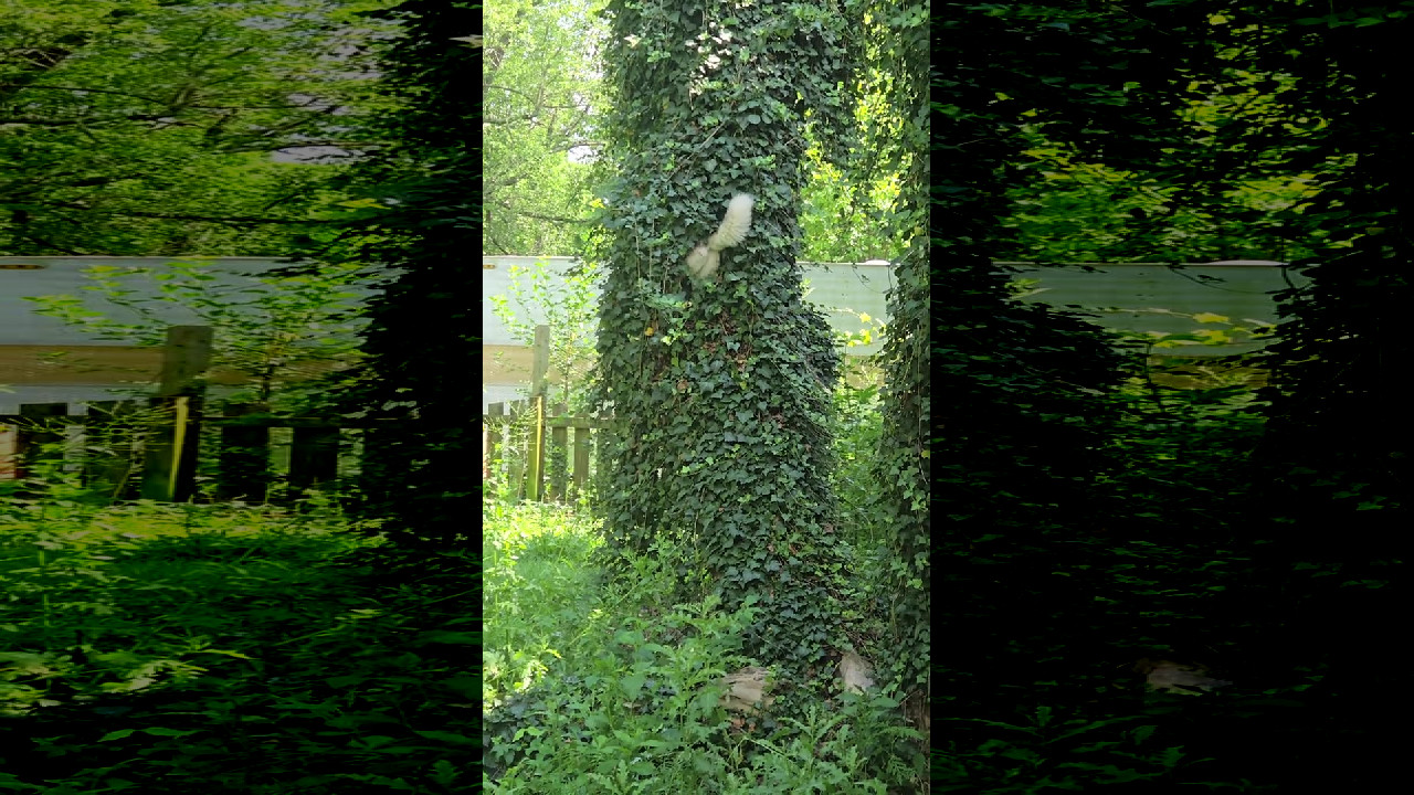 file_thumbnail