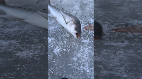 file_thumbnail