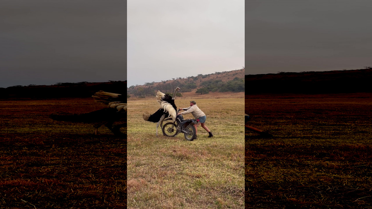 file_thumbnail