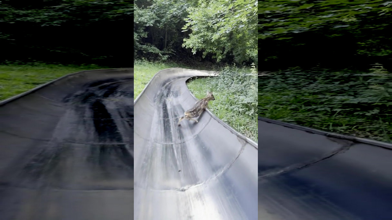 file_thumbnail