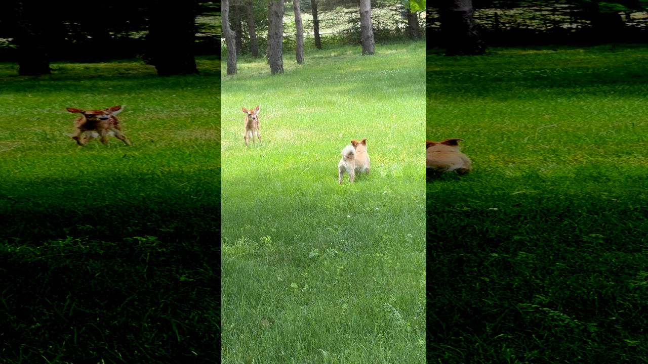 file_thumbnail