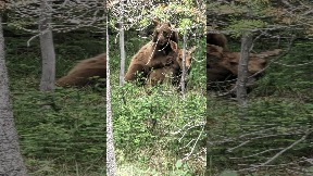file_thumbnail