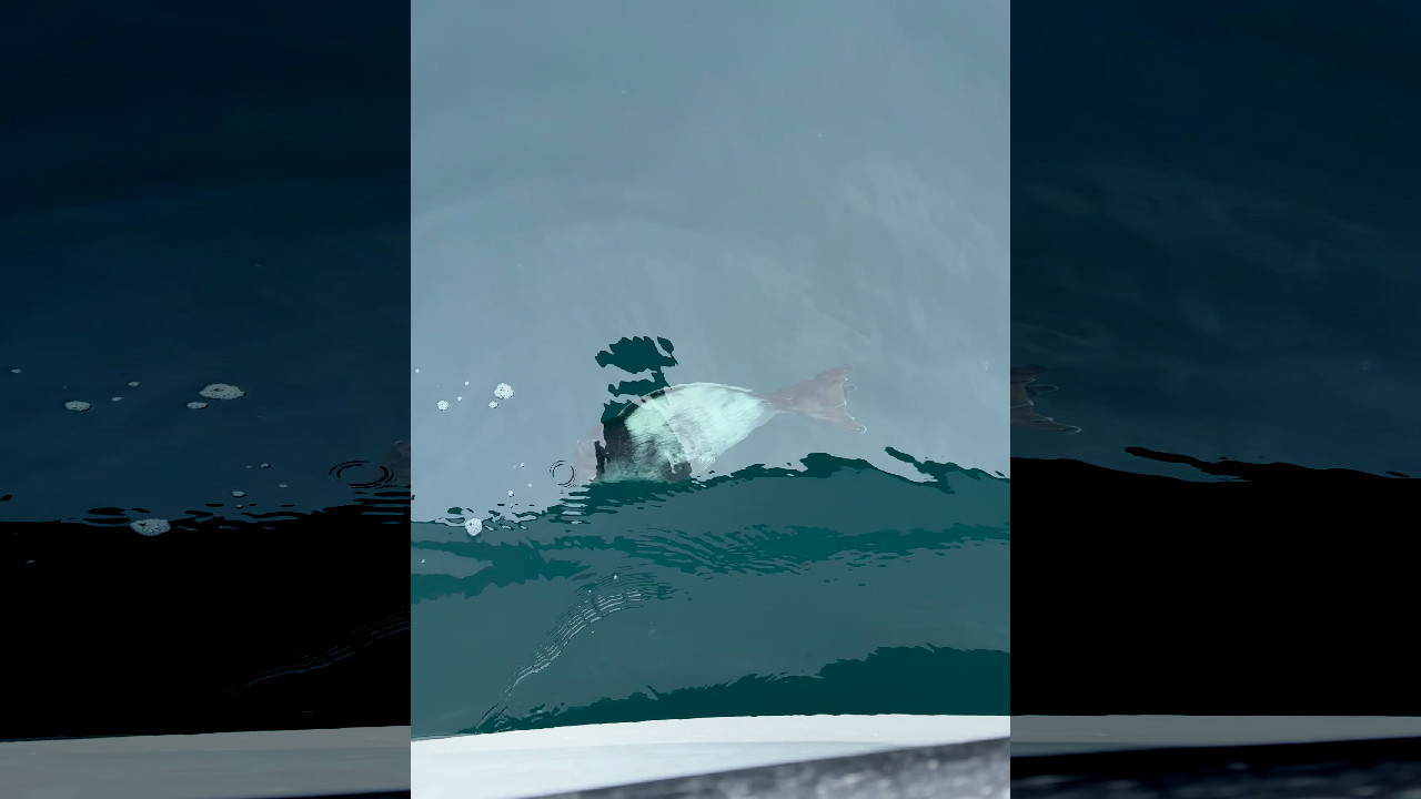 file_thumbnail