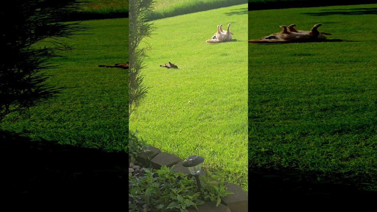 file_thumbnail