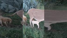 file_thumbnail