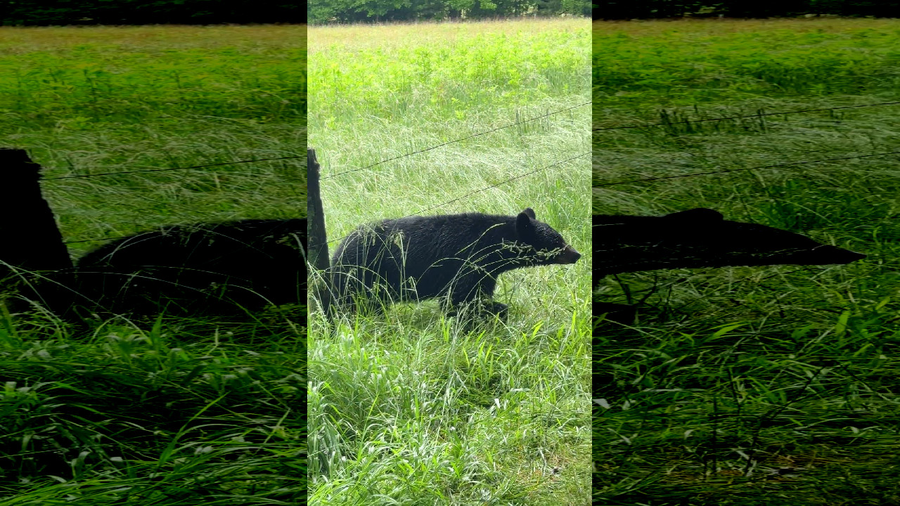 file_thumbnail