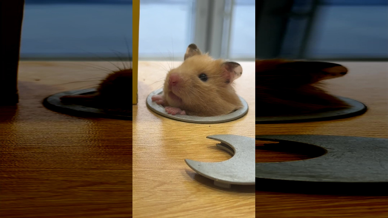 file_thumbnail