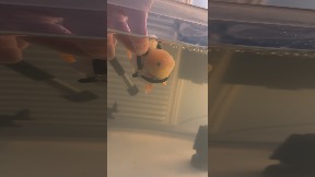 file_thumbnail