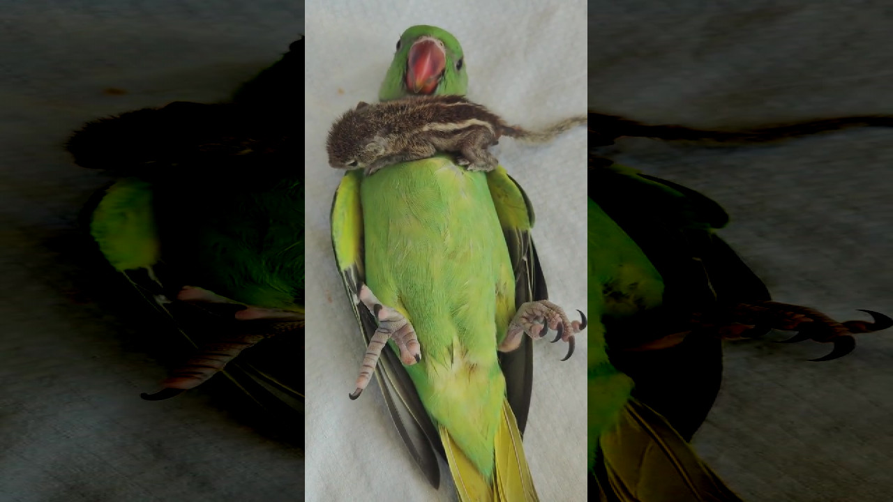 file_thumbnail