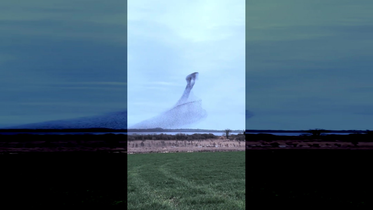 file_thumbnail